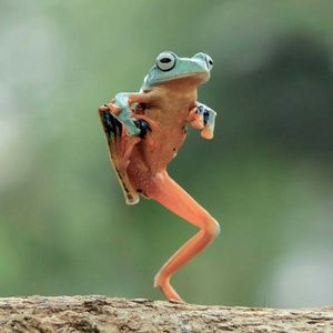 Meet your Posher, Jasmine